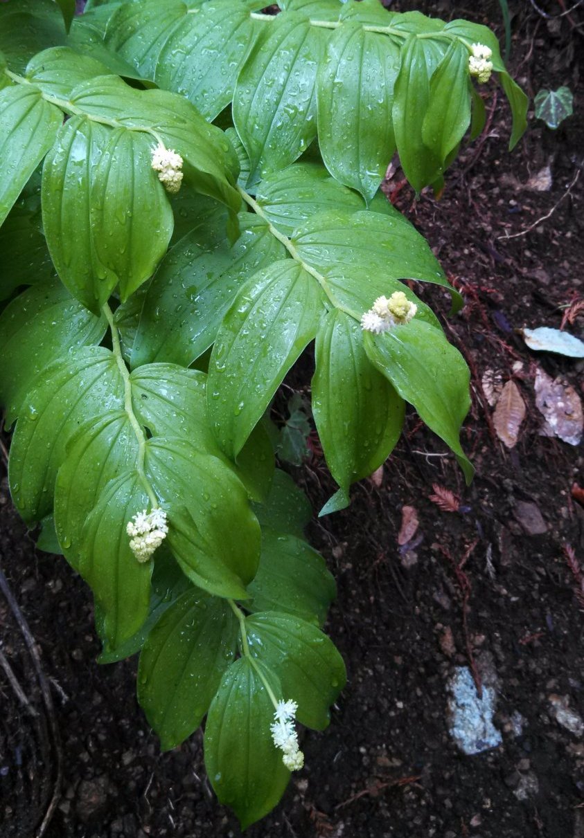 false Solomon's seal